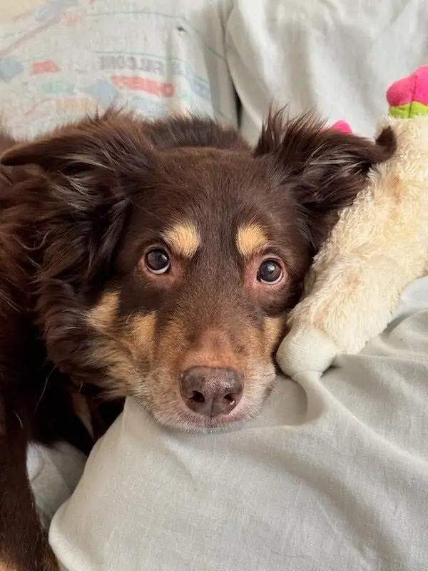 Ryan Samluk's dog