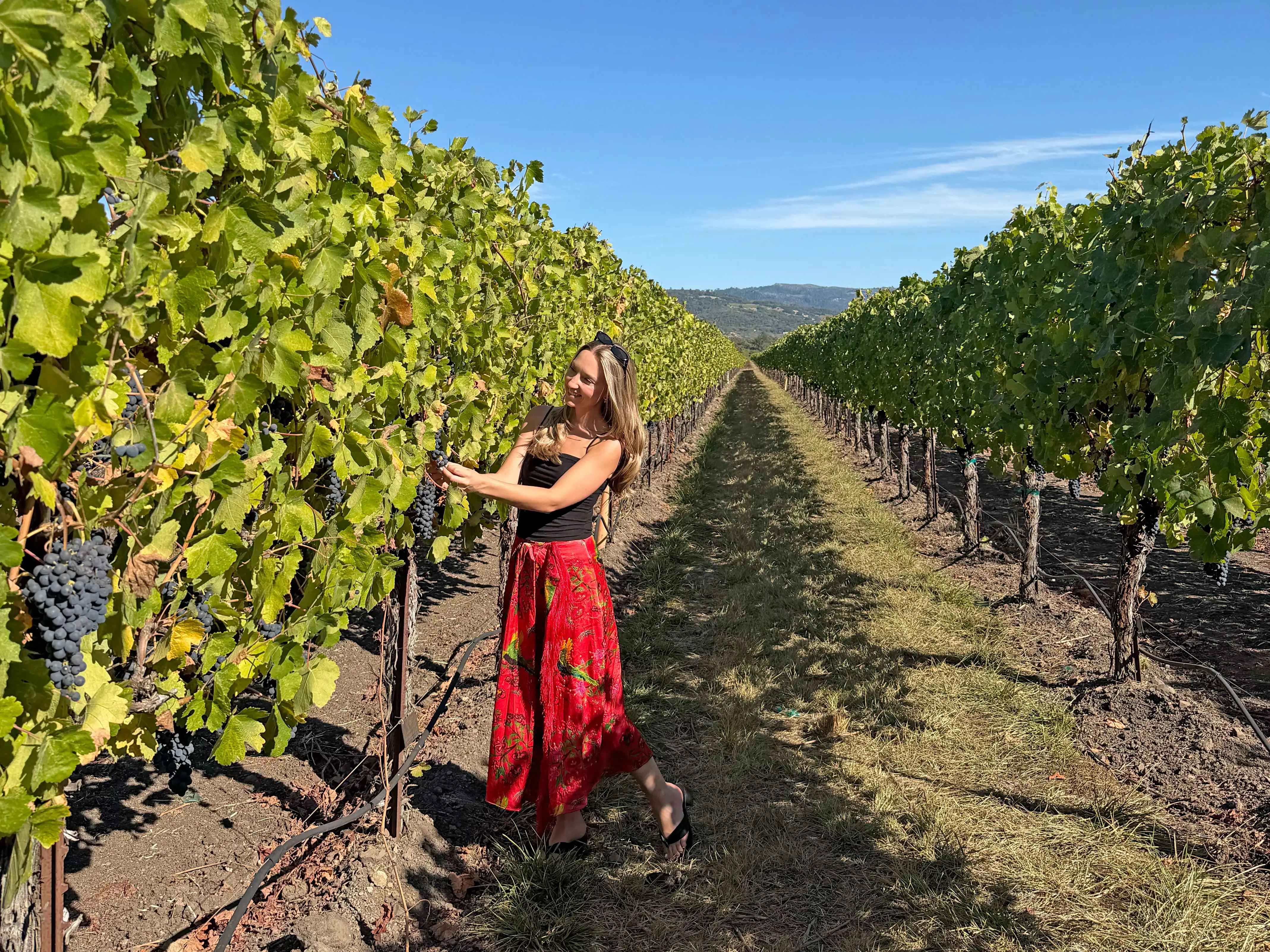 Chloe picks grapes in a vineyard.