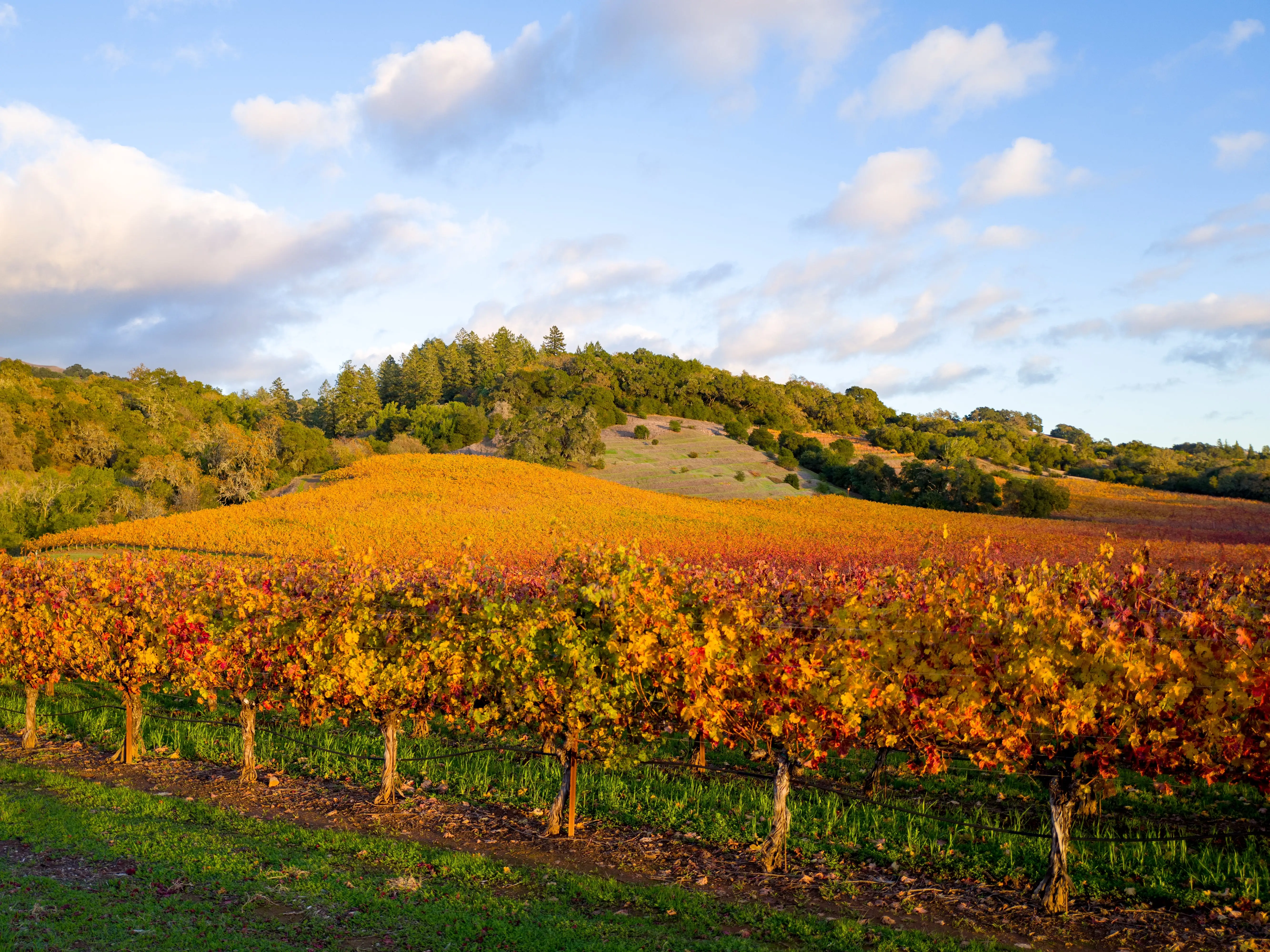 A vineyard in the fall, with leaves changing colors..