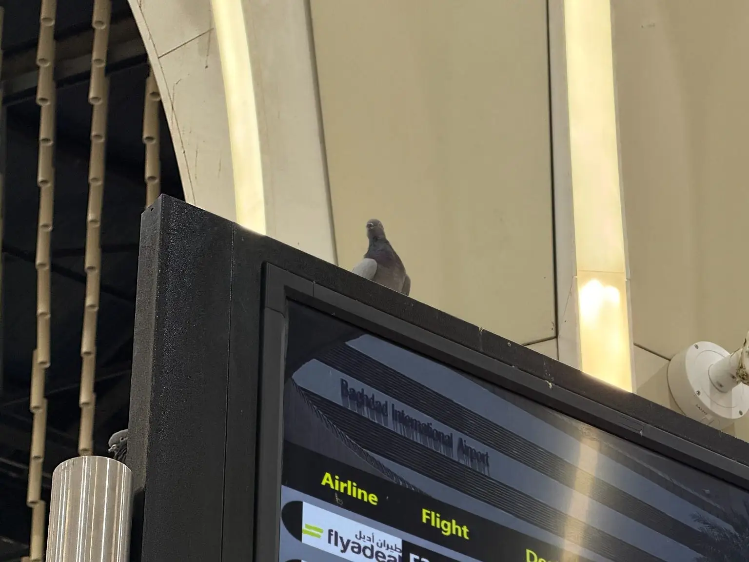 A pigeon on a monitor at Baghdad airport.