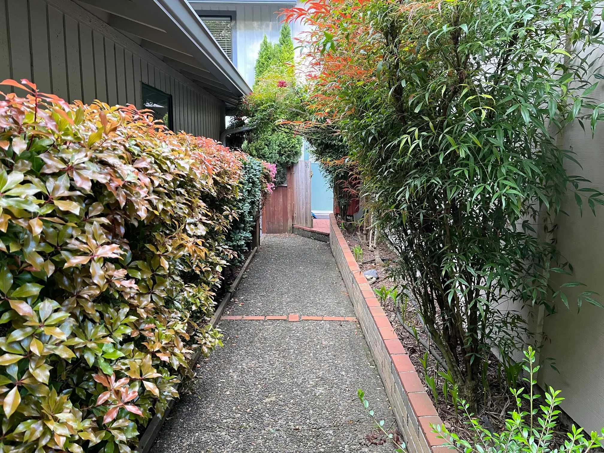 Narrow garden walkway runs between residential buildings, lined with dense hedges, shrubs, and brick edging.