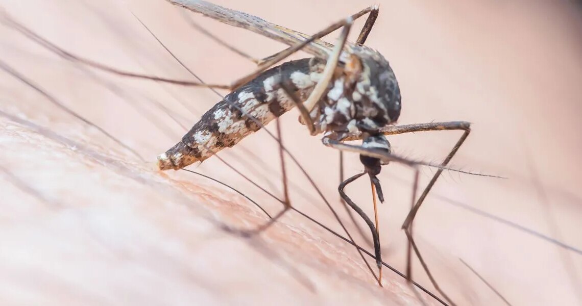 A Deadly Mosquito-Borne Virus Is Surging in Florida. Here’s What to Know.