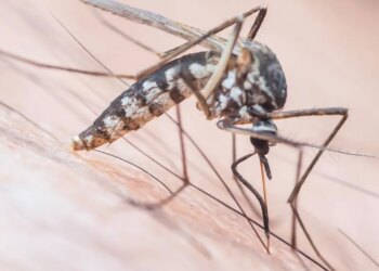 A Deadly Mosquito-Borne Virus Is Surging in Florida. Here’s What to Know.