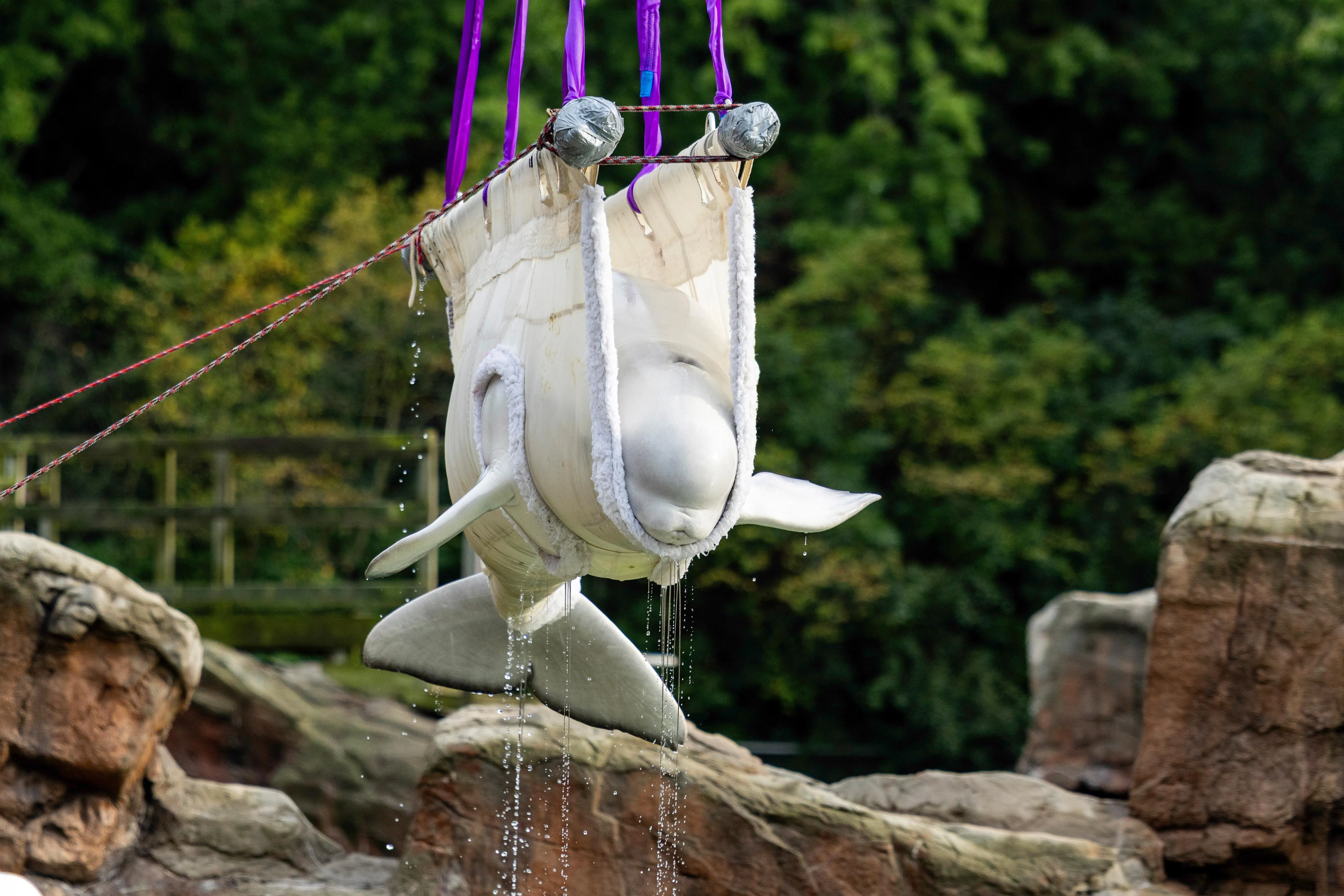A beluga whale is hoisted in a sling.