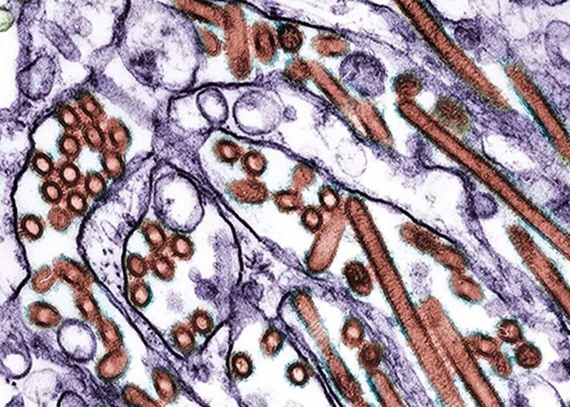 Australia’s H5 Bird Flu Outbreak Is Now Infecting Dolphins, Seals and Foxes