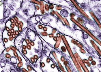 Australia’s H5 Bird Flu Outbreak Is Now Infecting Dolphins, Seals and Foxes