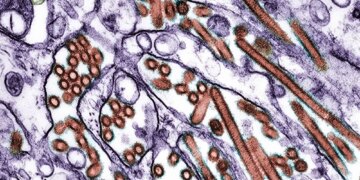 Australia’s H5 Bird Flu Outbreak Is Now Infecting Dolphins, Seals and Foxes