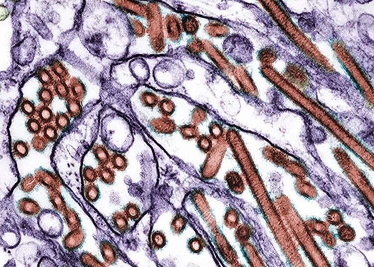 Australia’s H5 Bird Flu Outbreak Is Now Infecting Dolphins, Seals and Foxes