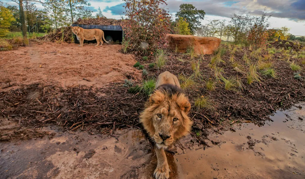 A male lion walks through mud, approaching the viewer, while a female lion stands near a den in the background.