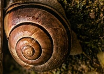 How Snail Shells Could Help Scientists Track Storms From Prehistoric Times