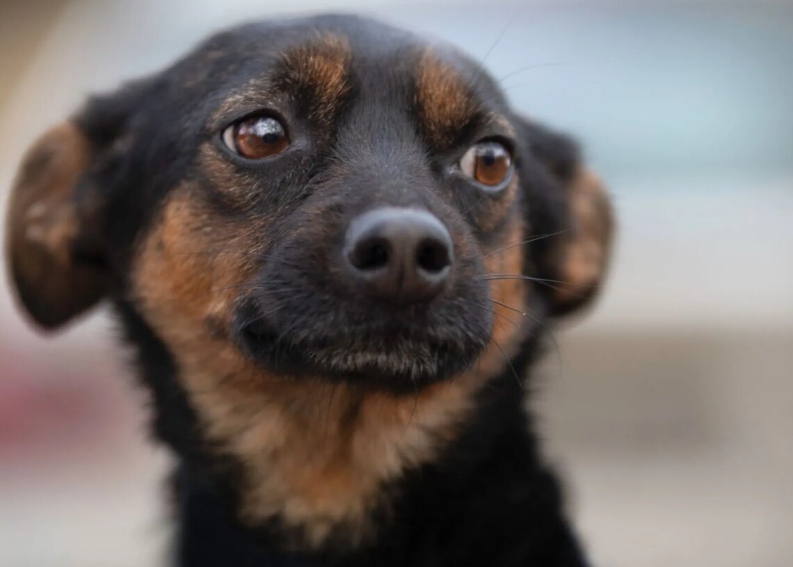 Hungry Dogs Are More Likely to Make This Crucial Mistake, New Study Finds