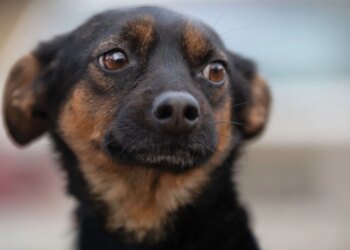 Hungry Dogs Are More Likely to Make This Crucial Mistake, New Study Finds