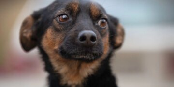 Hungry Dogs Are More Likely to Make This Crucial Mistake, New Study Finds