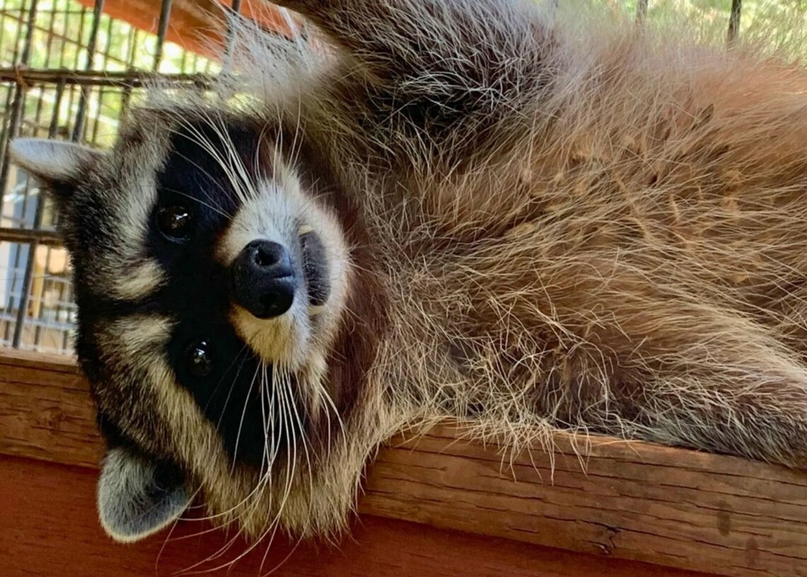 Inside the ‘Boot Camp’ Teaching Orphaned Raccoons How to Survive