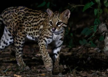 Scientists Just Discovered a New Cat Species, and It’s Ridiculously Cute