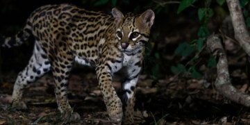 Scientists Just Discovered a New Cat Species, and It’s Ridiculously Cute