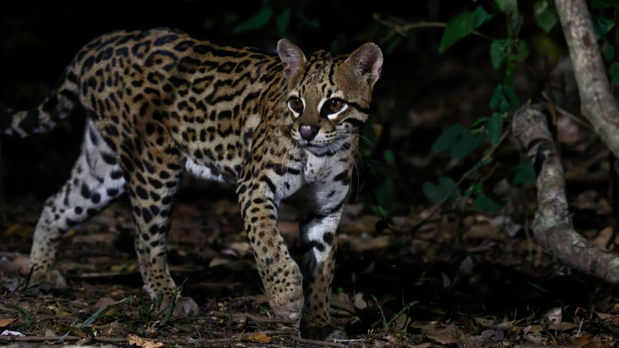 Scientists Just Discovered A New Cat Species And It s Ridiculously 