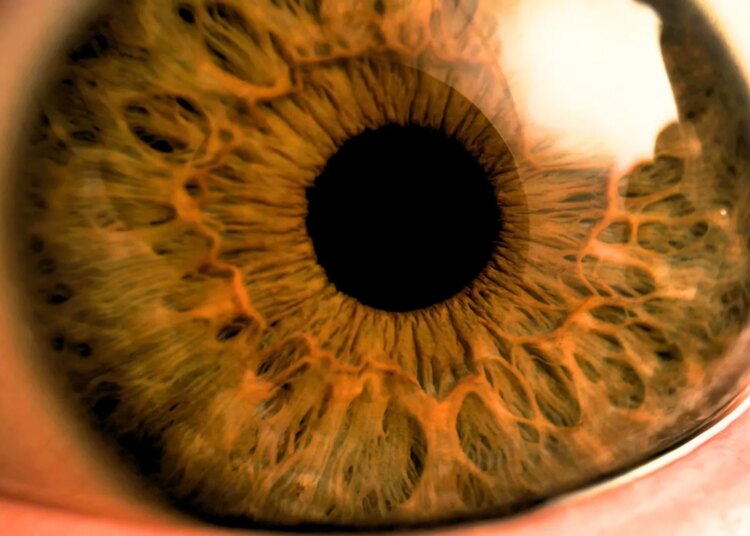 Scientists Just Found an ADHD Clue Hiding in Kids’ Pupils. Here’s What It Means for the Future.