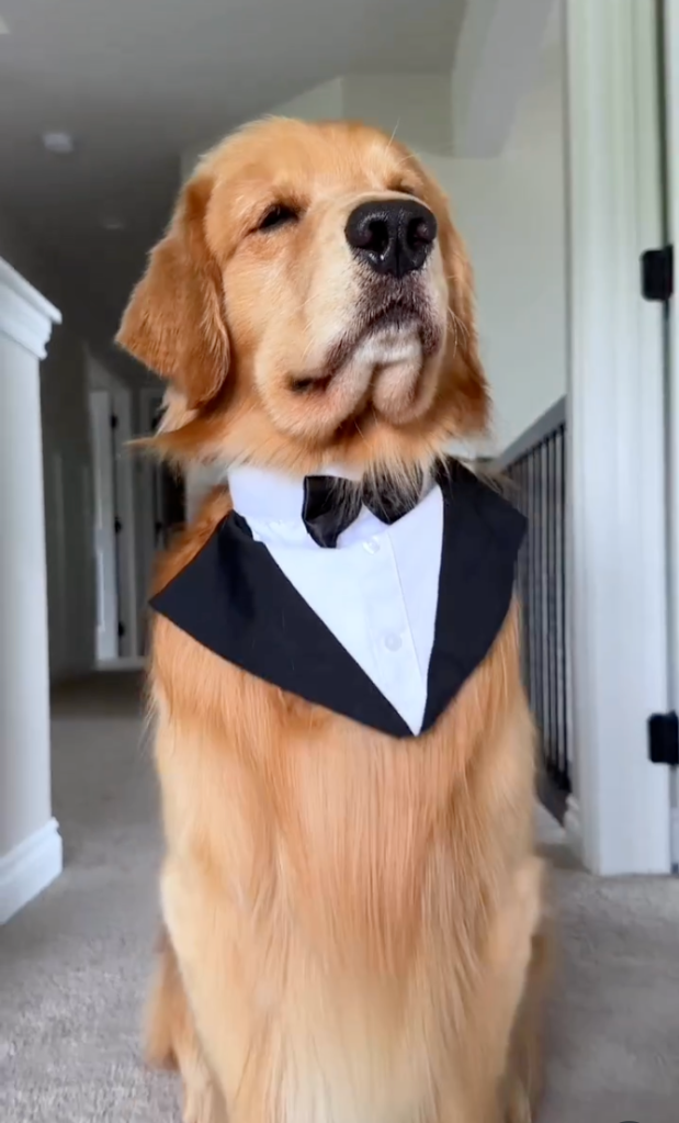 A golden retriever wearing a tuxedo and bow tie, with its eyes nearly closed.
