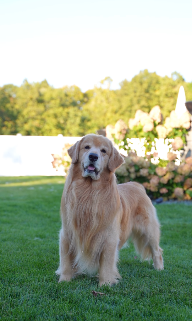 A golden retriever standing on a lawn.