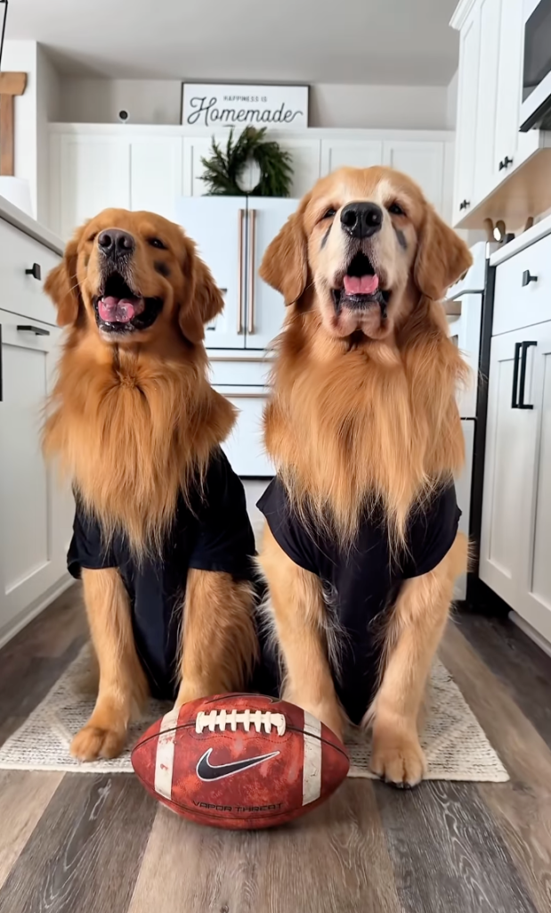 Two golden retrievers in black shirts and eye black sit next to a football.