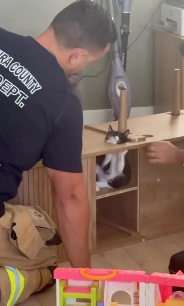A man rescuing a black and white cat stuck in a wooden shelf.