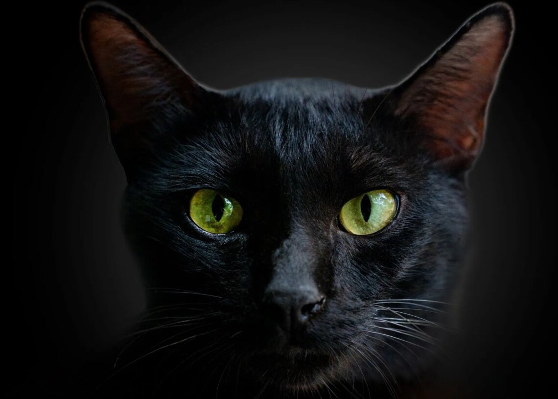 The ‘Black Cat’ Dating Trend Could Change How You Approach Relationships