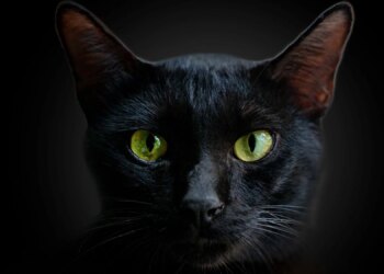 The ‘Black Cat’ Dating Trend Could Change How You Approach Relationships