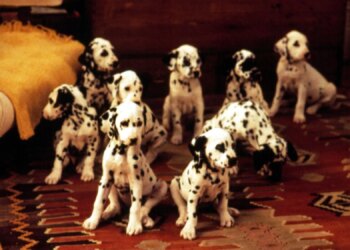 The Dark Side of Disney’s ‘101 Dalmatians’ That Nobody Saw Coming