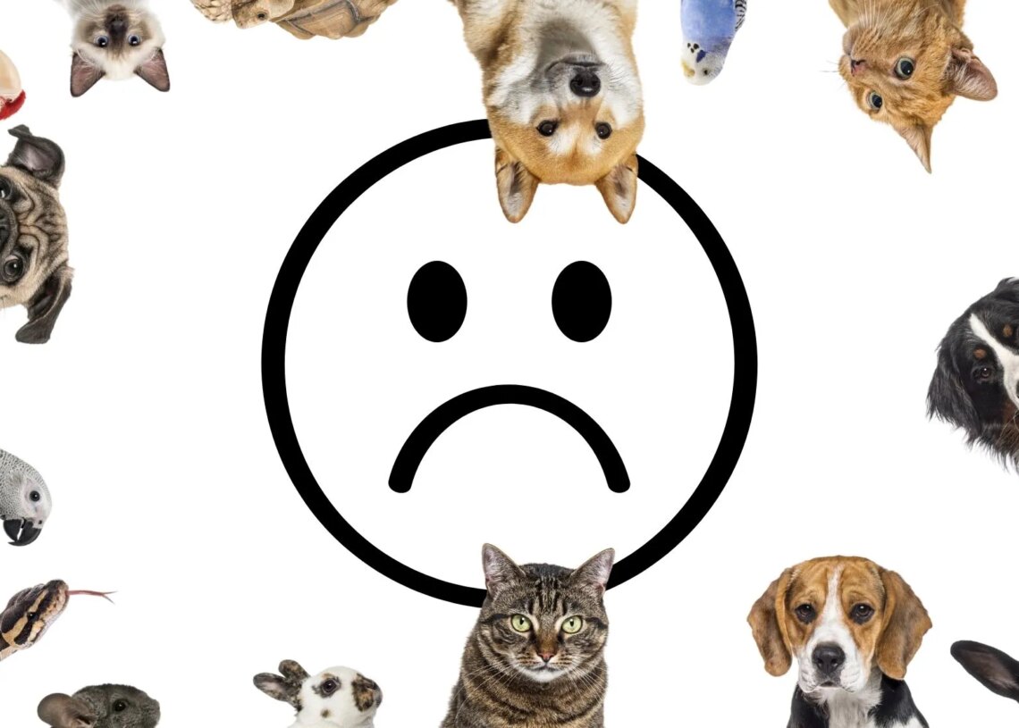 This Common Household Pet Was Linked to Mental Health Problems in Children
