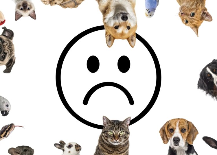 This Common Household Pet Was Linked to Mental Health Problems in Children