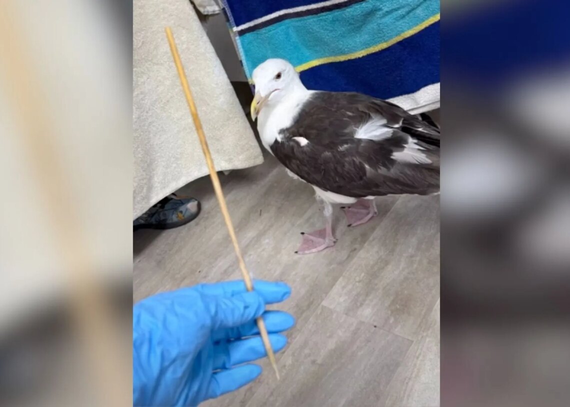 WATCH: Rescuers Save Seagull With a Bamboo Skewer Stuck in Its Butt