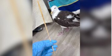 WATCH: Rescuers Save Seagull With a Bamboo Skewer Stuck in Its Butt