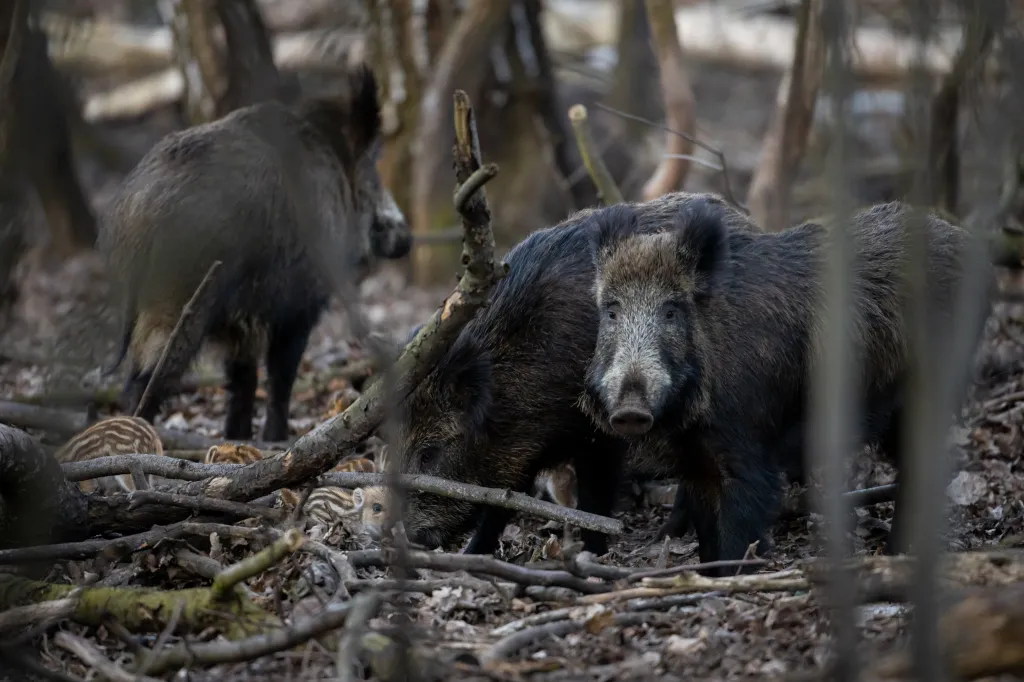 A wild boar sow and her piglets in a forest.