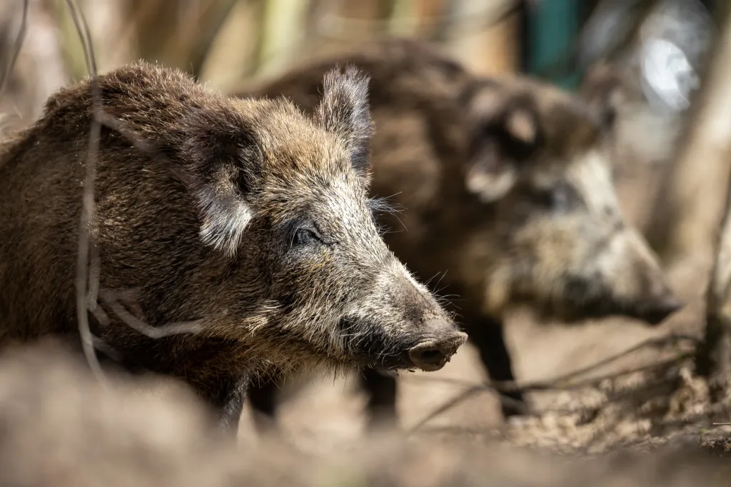 Two wild boars at the edge of a forest.
