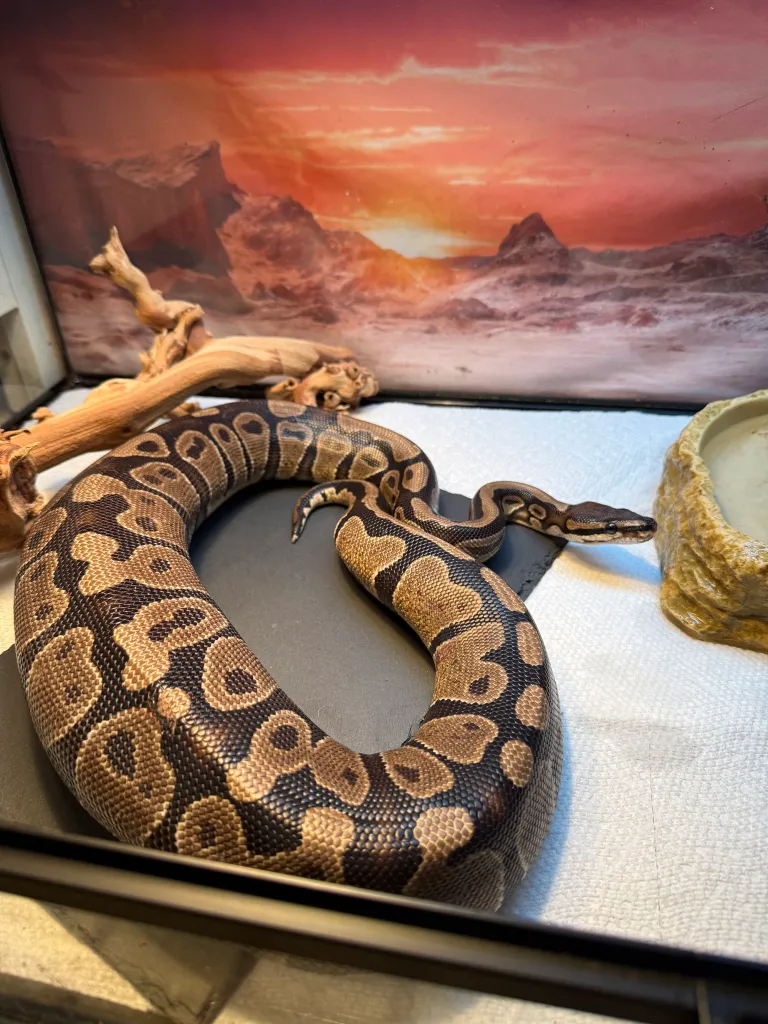 ball python snake found by Strong Island Animal Rescue League