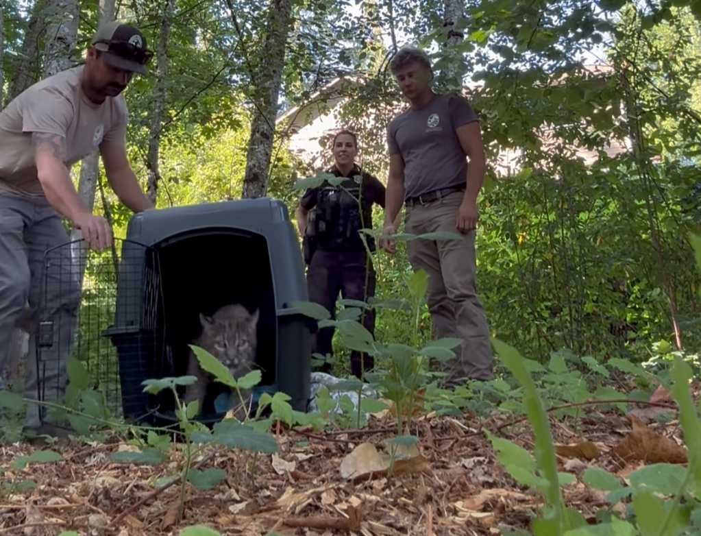 A bobcat exits a carrier, supervised by three people in a forest.