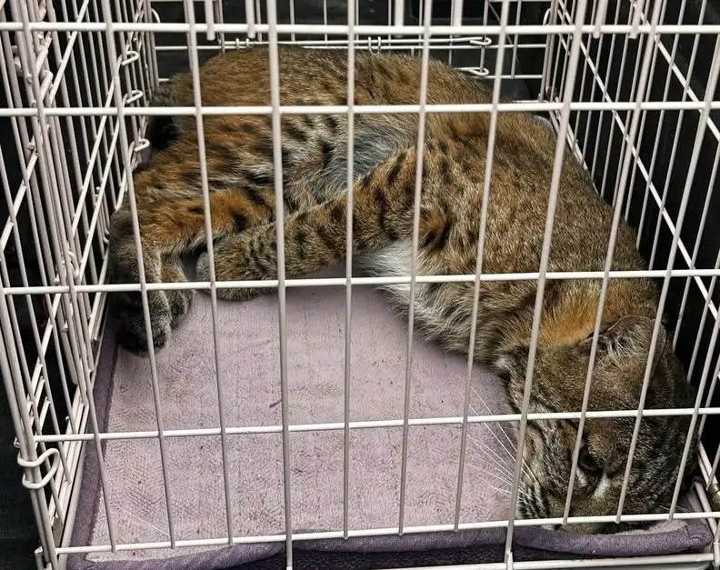 A bobcat resting inside a wire cage.