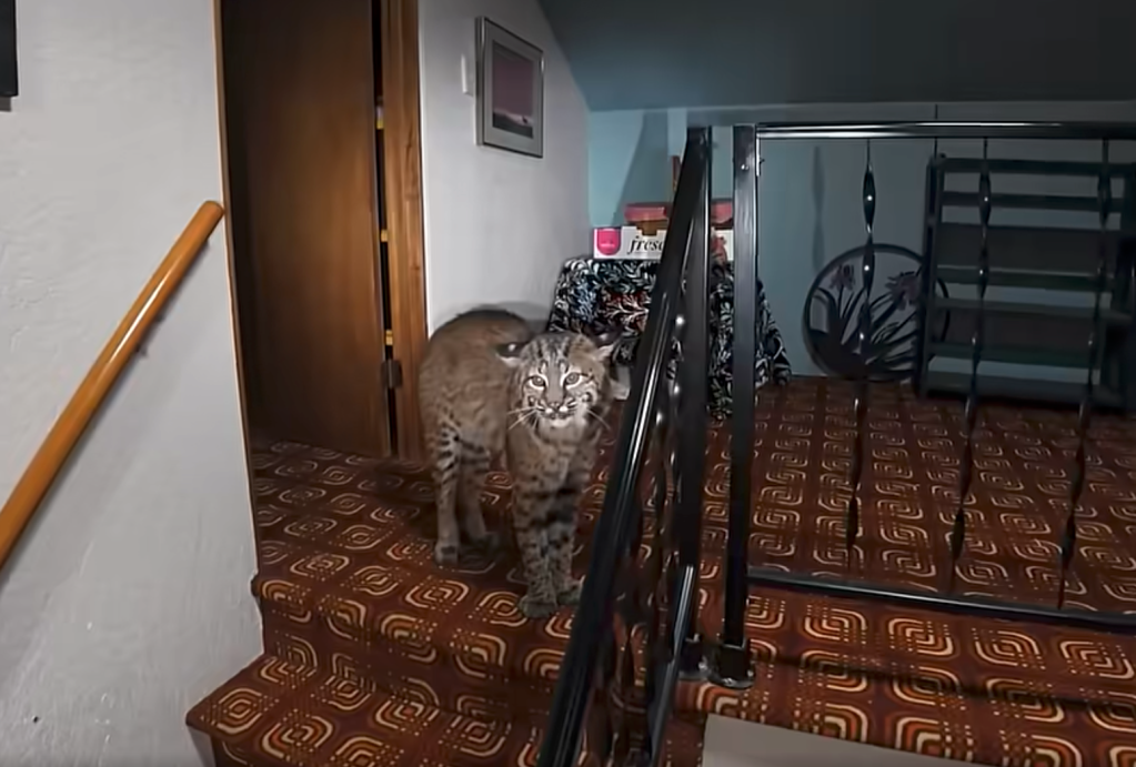 Bobcat on a carpeted staircase.