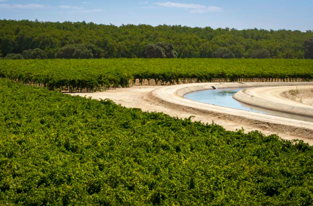 Brownslake Vineyard in Northern California with a winding canal.