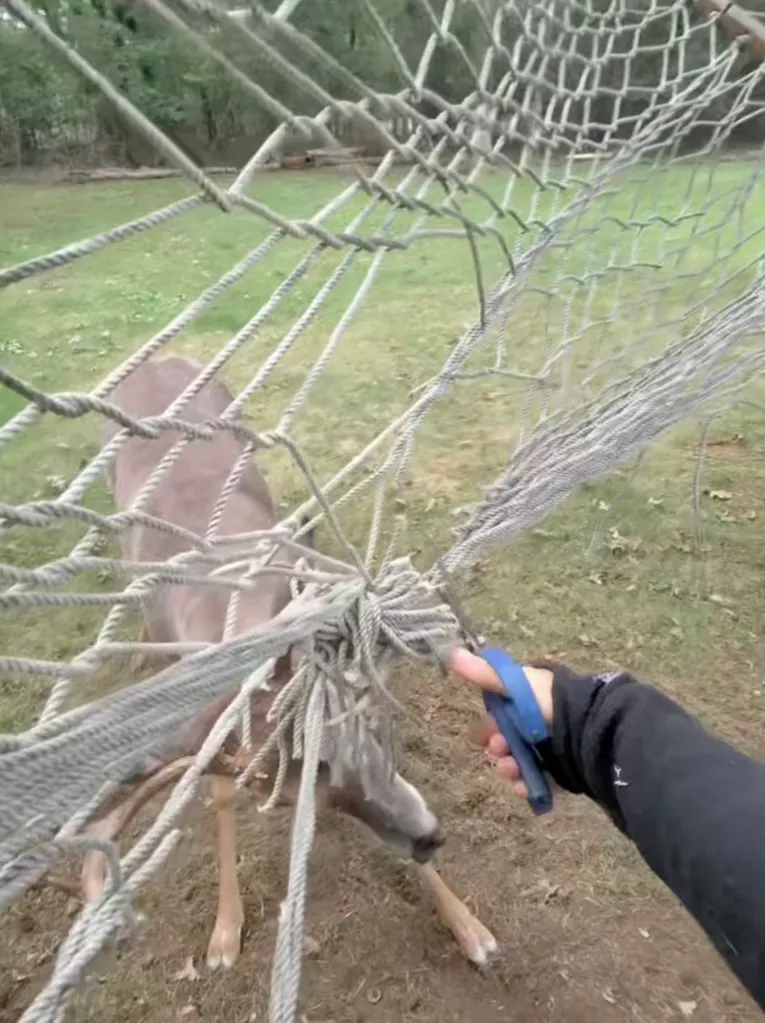 A deer stuck in a hammock is freed by Frank Floridia, president of the nonprofit Strong Island Animal Rescue League.