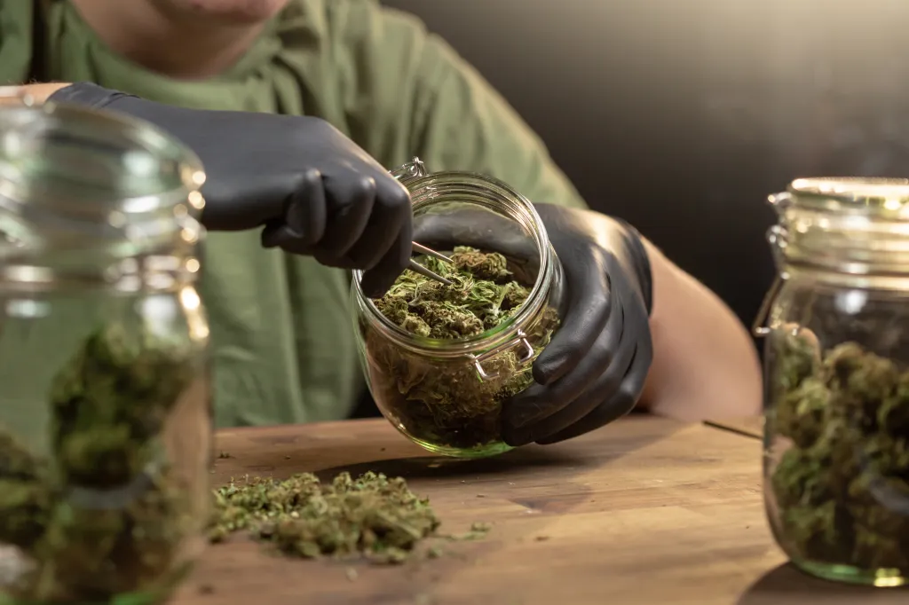 A person wearing black gloves places cannabis buds into a glass jar using tweezers.