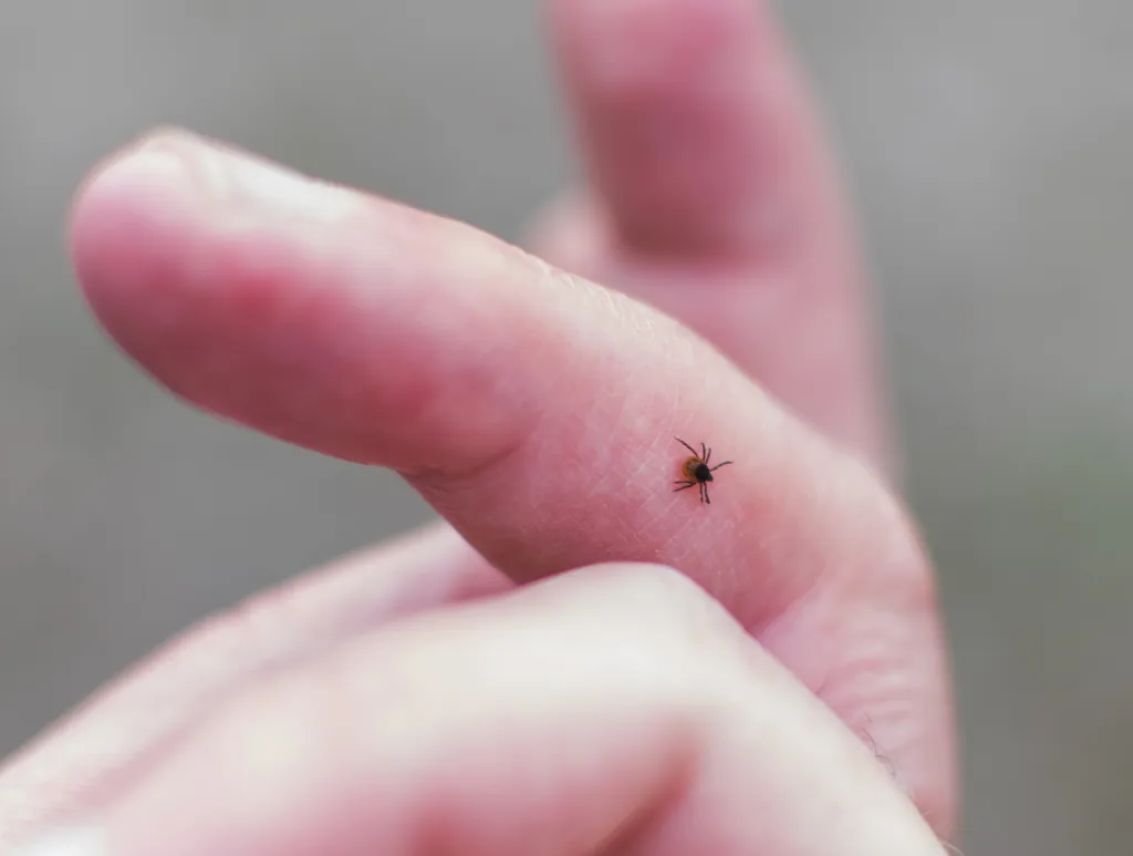 A small tick crawling on a human finger.