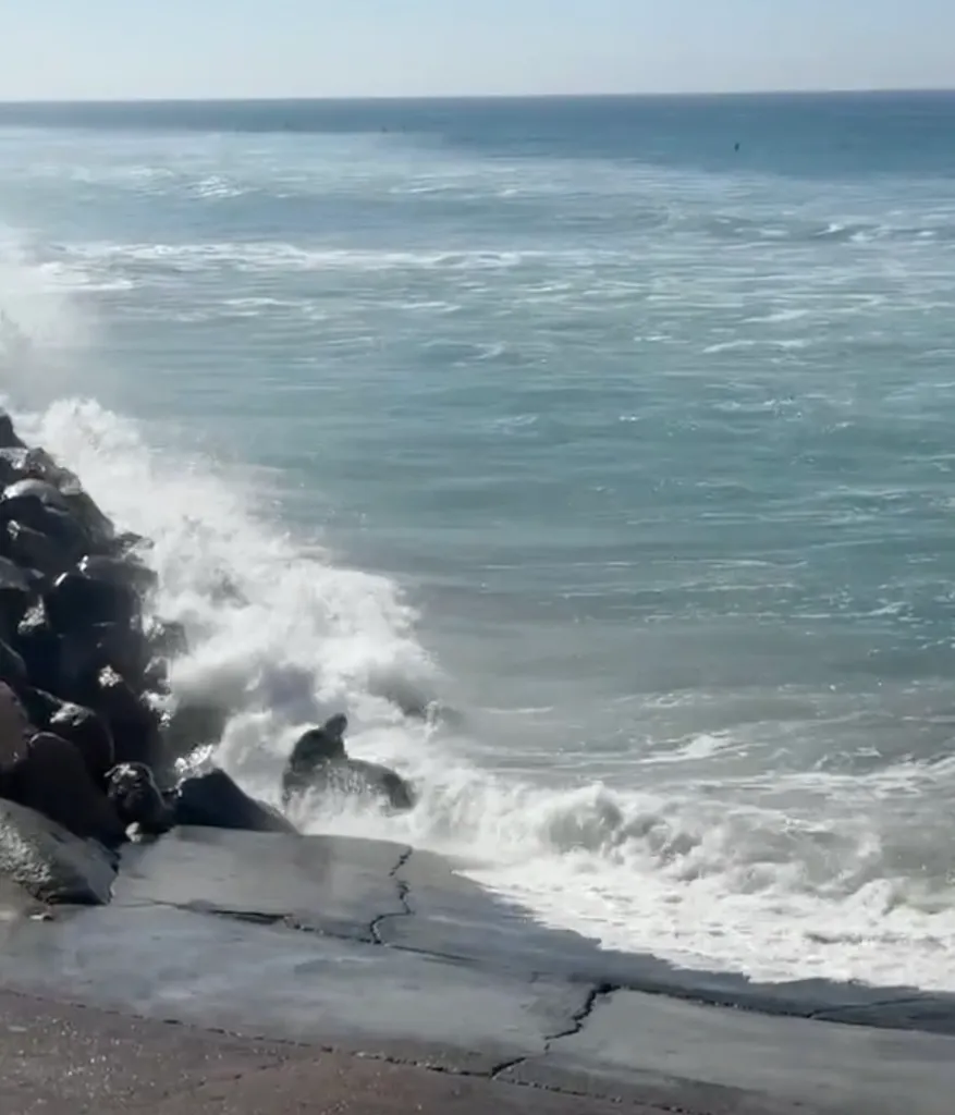 A surfer being hit by waves and rocks at the edge of the ocean.