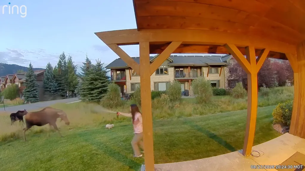 A woman sprays bear spray at a moose in her yard to protect her three dogs.