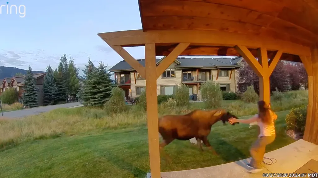 A woman fending off a moose on a residential lawn in Big Sky, Montana.