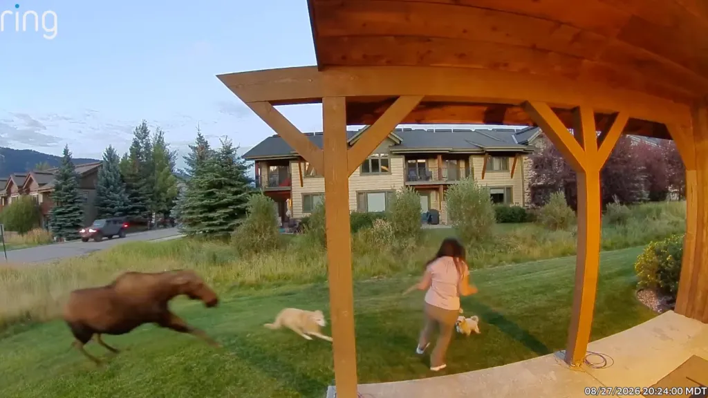 A woman uses bear spray to protect her three dogs from a moose in Big Sky, Montana.