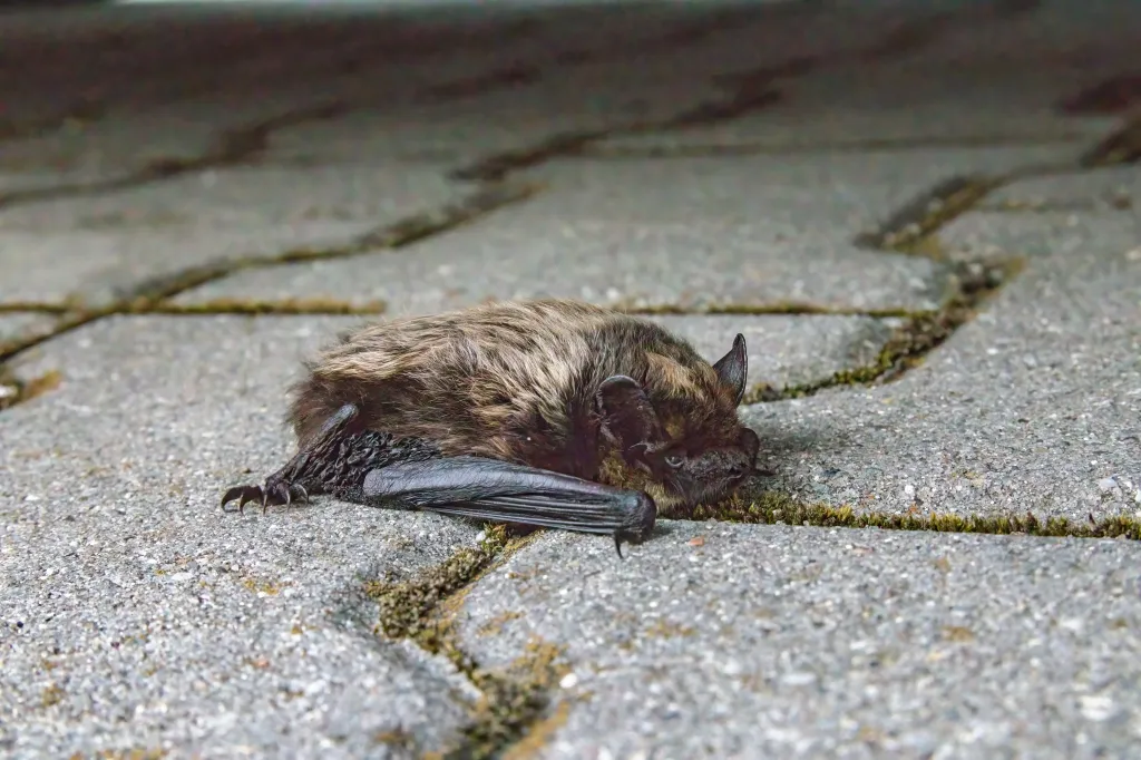 A common pipistrelle bat lies on the ground with its wings folded.
