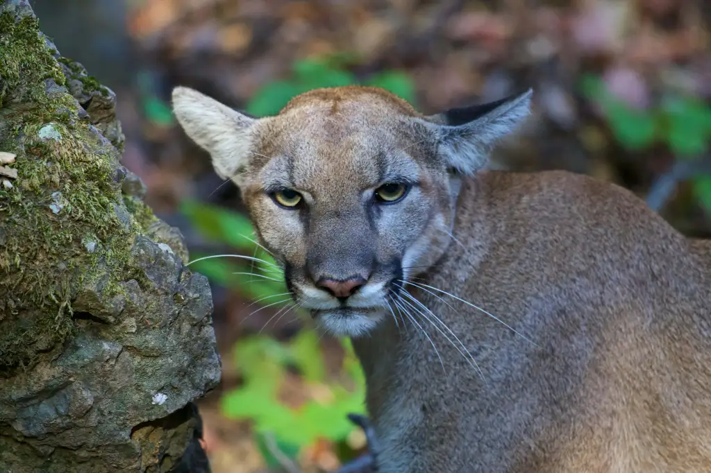 A mountain lion with a tracking collar looks forward from behind a mossy rock.
