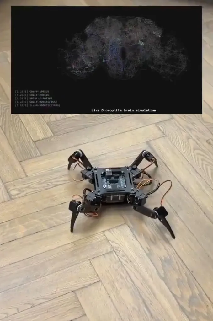 A robot moving on the floor with a live fruit fly brain simulation on a screen above it.